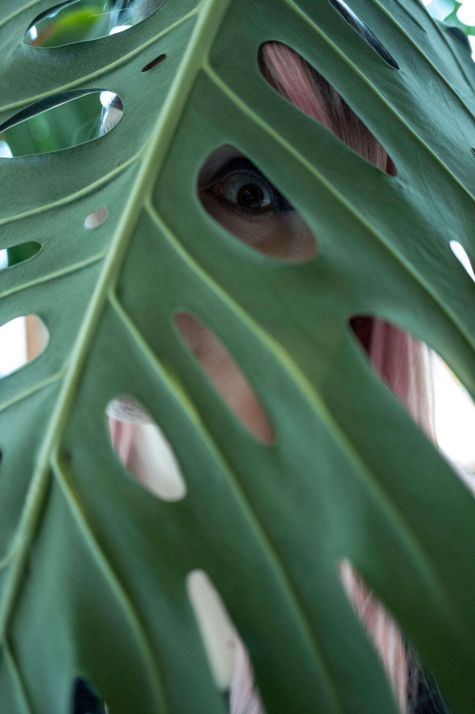 SUMMILUX 1:1.7/28 ASPH. sample photo. Plants are watching photography