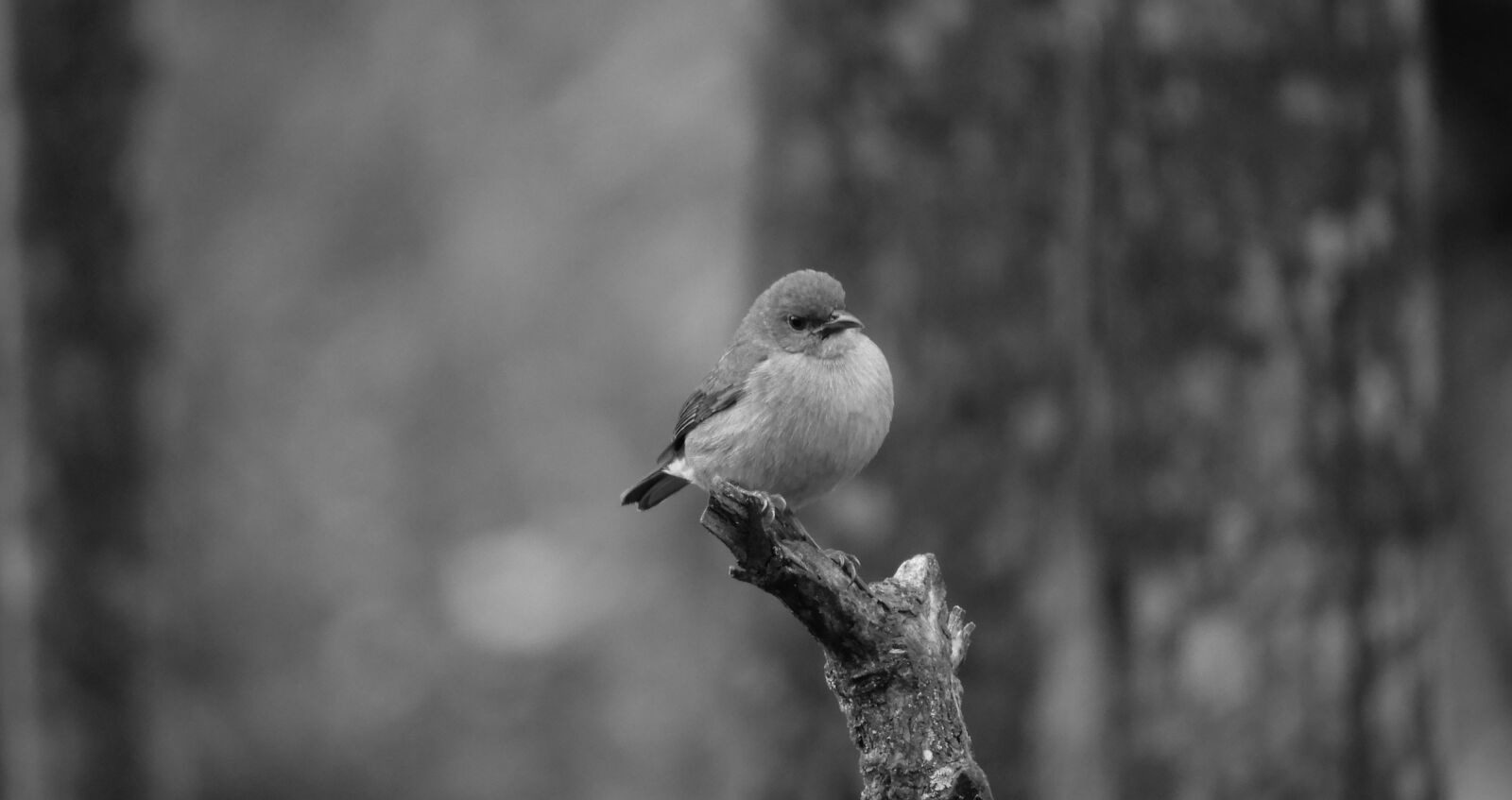 Nikon Coolpix B700 sample photo. Gorrion, black and white photography