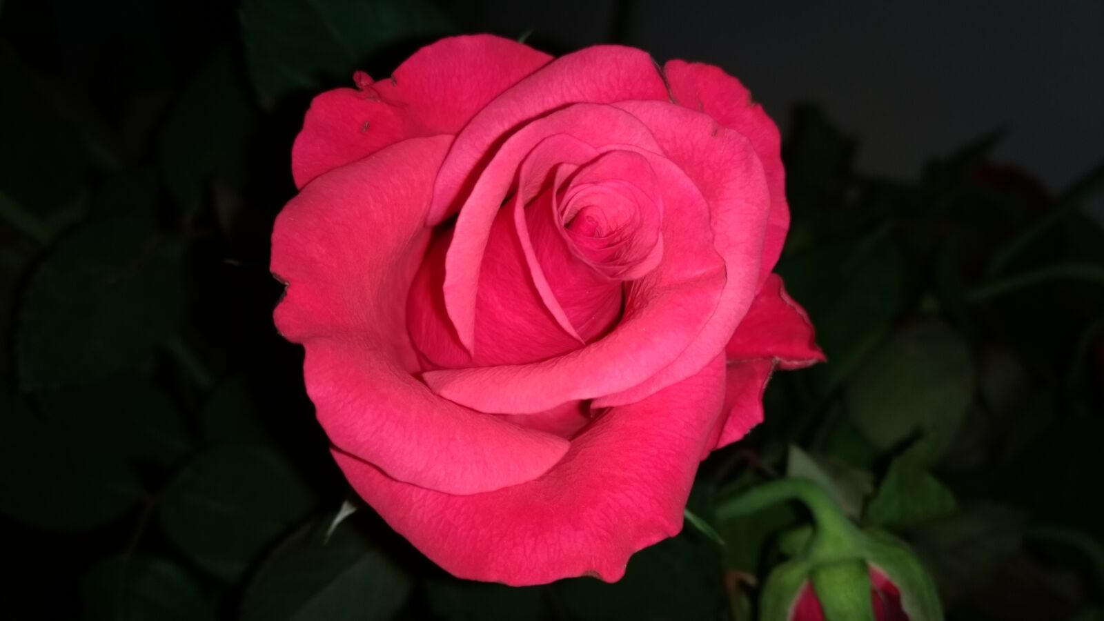 Motorola Moto G (4) sample photo. Flower, rose, petal photography