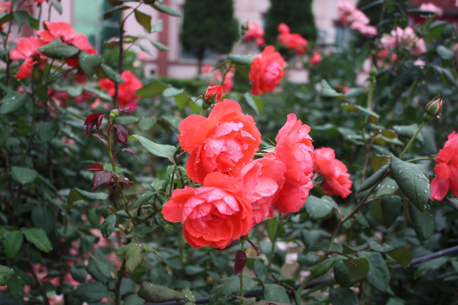 Canon EOS 450D (EOS Rebel XSi / EOS Kiss X2) sample photo. Raindrops, dew, flowers photography