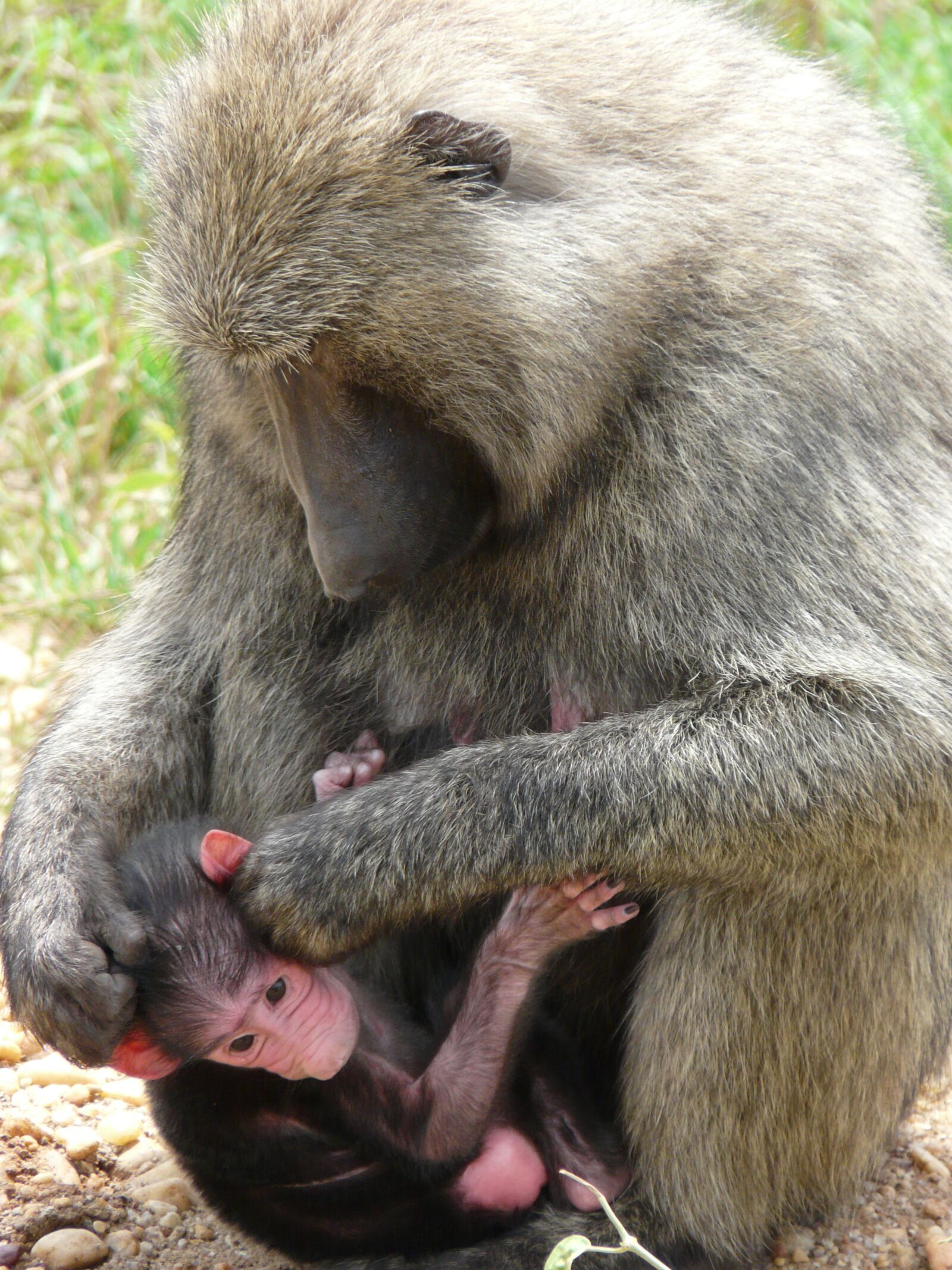 Panasonic DMC-FZ18 sample photo. Olive, baboon, uganda photography