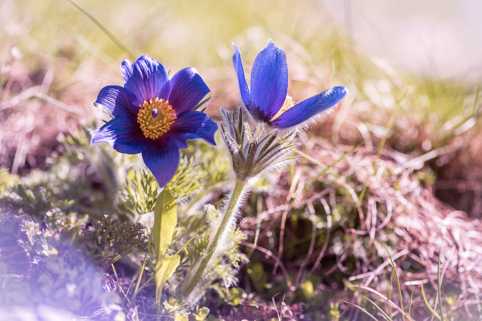 Nikon D750 sample photo. Anemone, blue, blue anemone photography