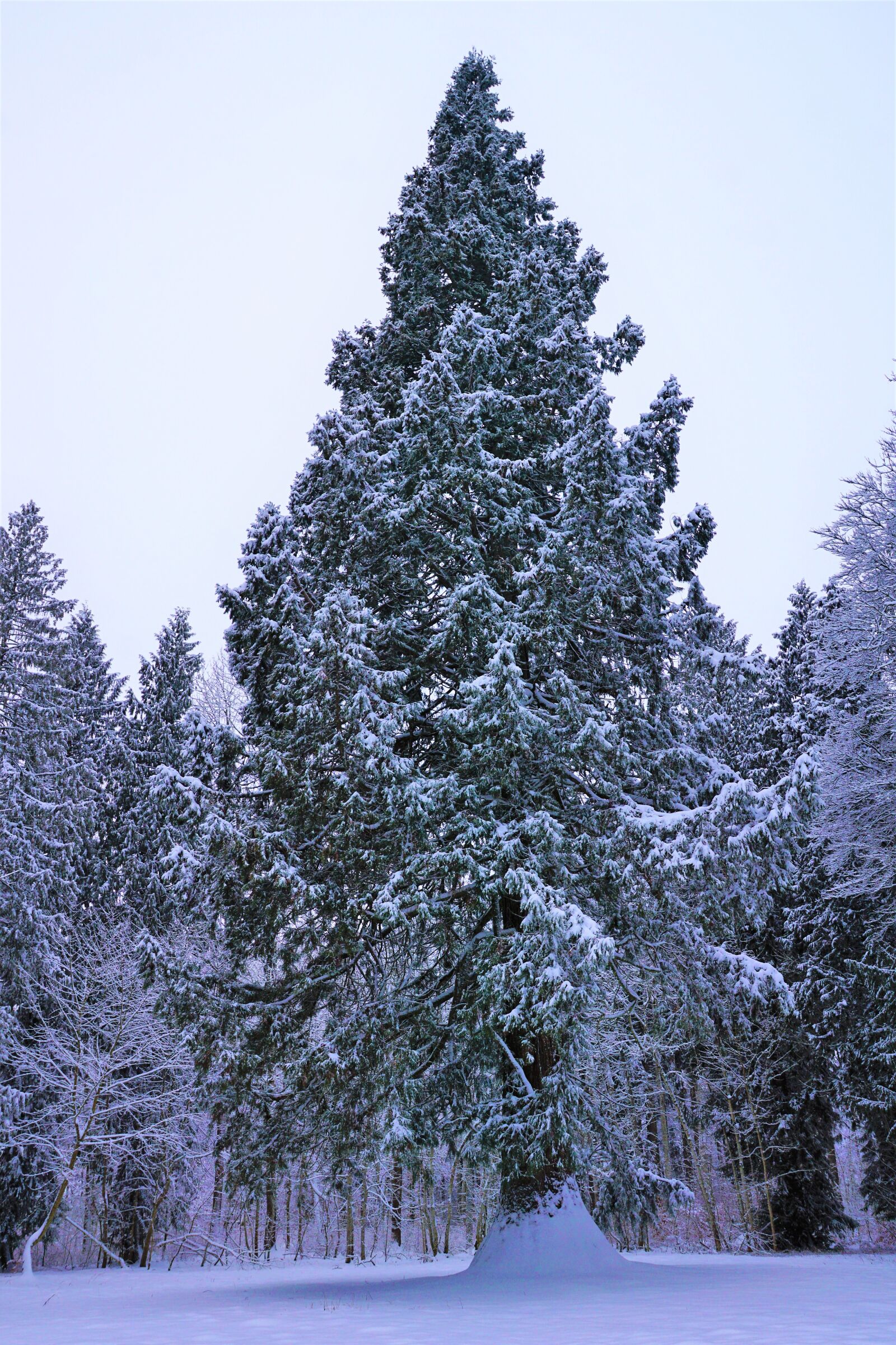 Sony ILCA-77M2 + Sony DT 16-50mm F2.8 SSM sample photo. Winter, snow, tree photography