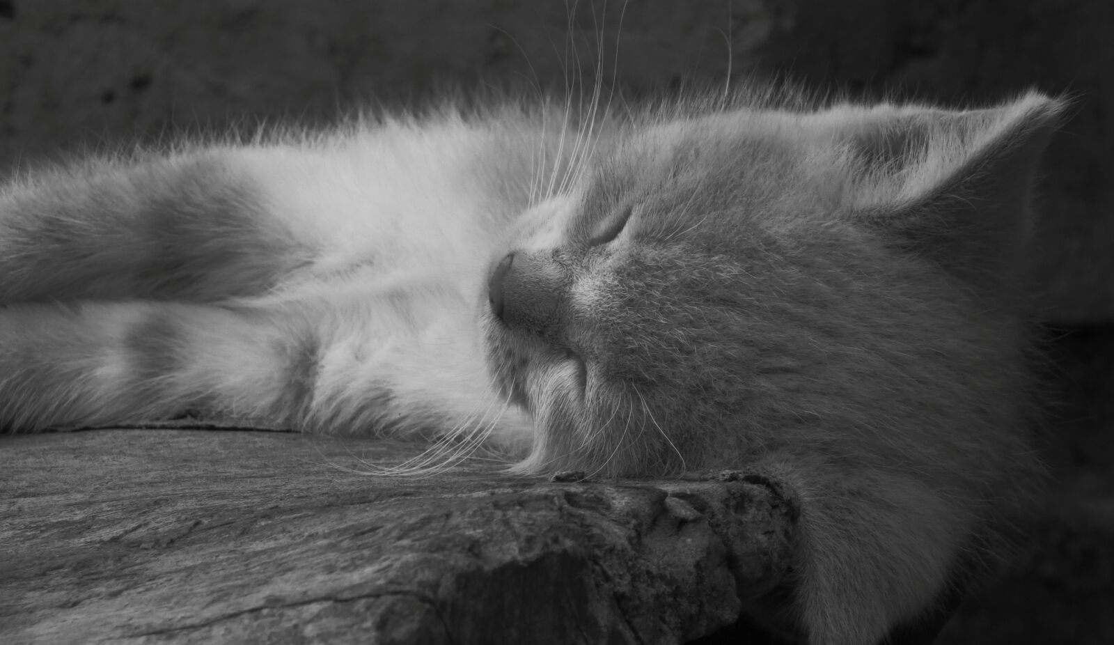 Canon PowerShot SX50 HS sample photo. Black and white, fauna photography