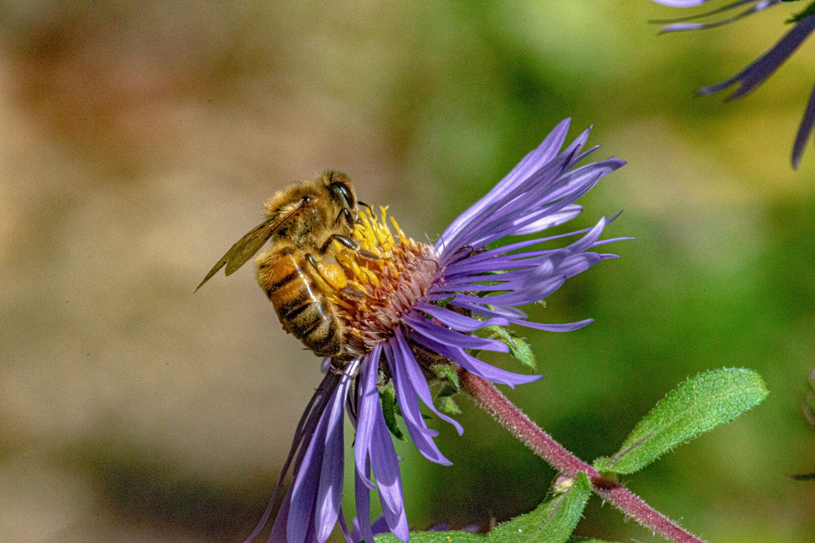 Nikon D5600 sample photo. Bee, nectar, flower photography