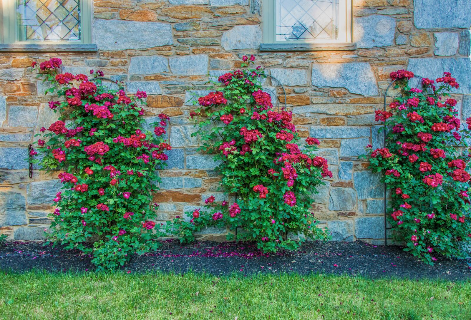 Nikon D800 sample photo. Roses, wall, red photography