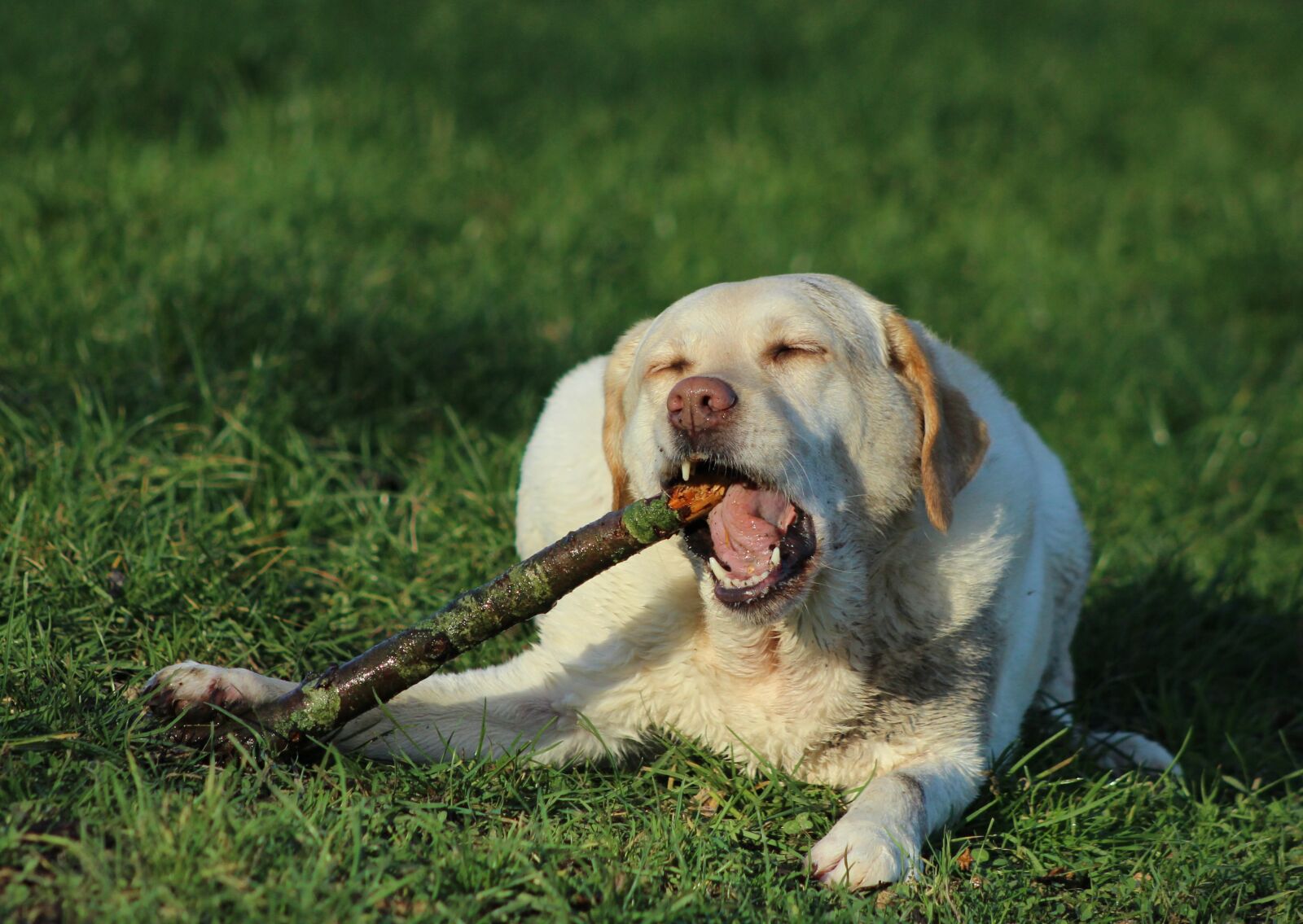 Canon EOS 600D (Rebel EOS T3i / EOS Kiss X5) sample photo. Labrador, yellow, dog photography