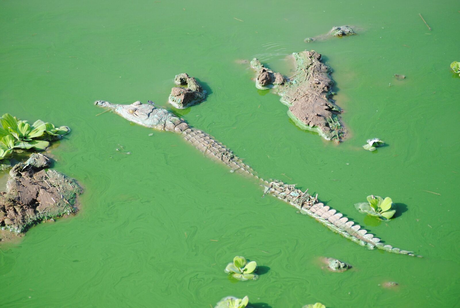 Nikon D3000 sample photo. Tanzania, africa, safari photography