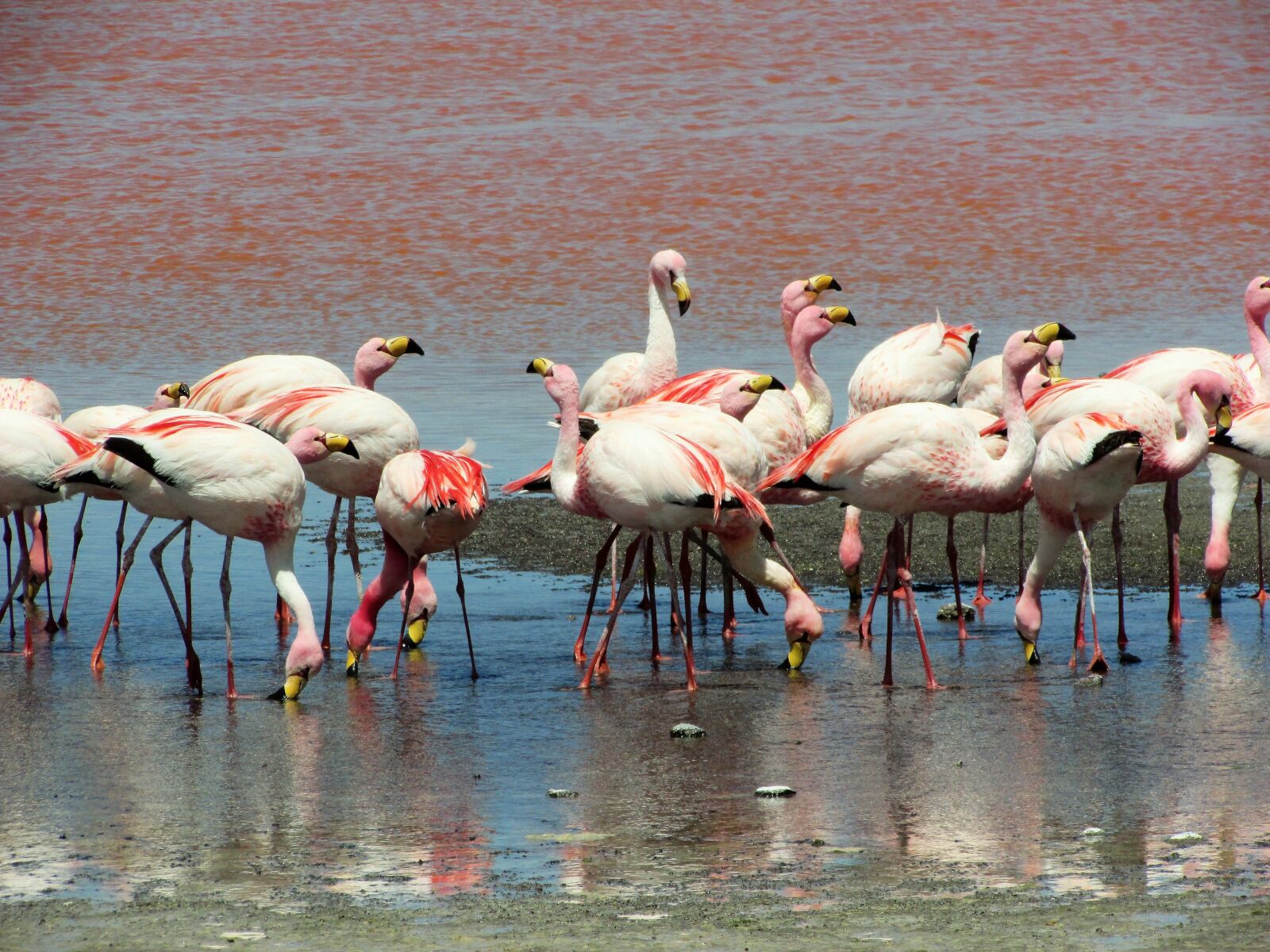 Canon PowerShot SX400 IS sample photo. Flamingos, birds, water photography