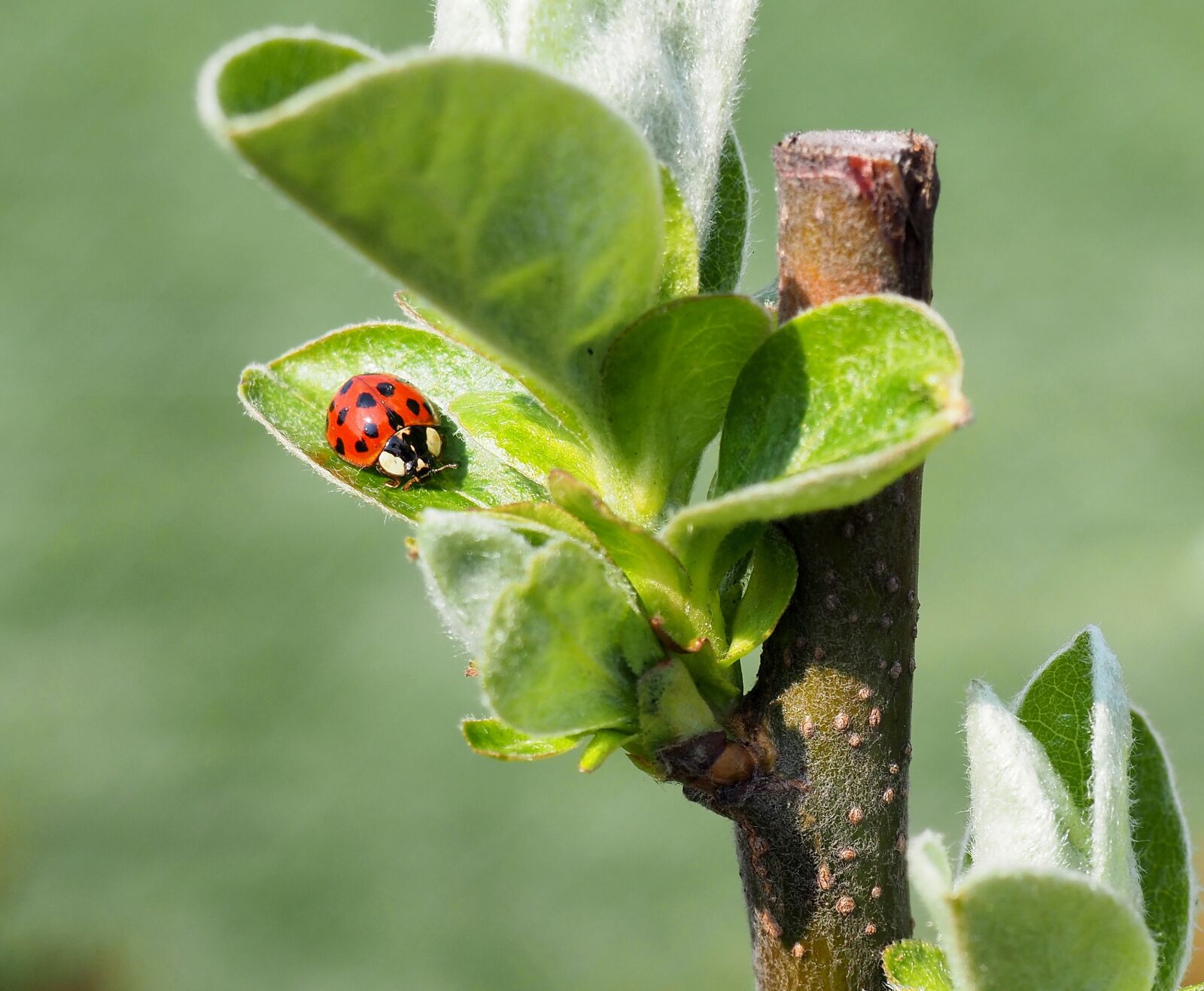 Olympus OM-D E-M10 II sample photo. Ladybug, foliage, red photography