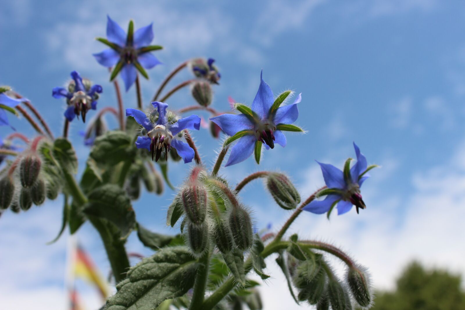 Canon EOS 700D (EOS Rebel T5i / EOS Kiss X7i) sample photo. Borage, blue, blossom photography