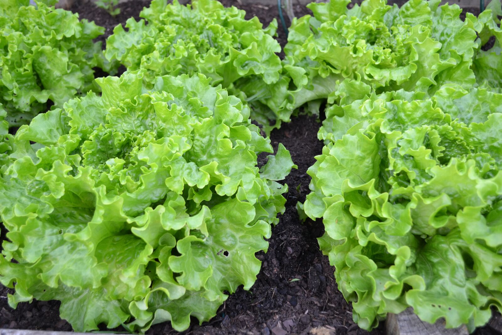 Nikon D3100 sample photo. Green salad, lettuce, batavia photography