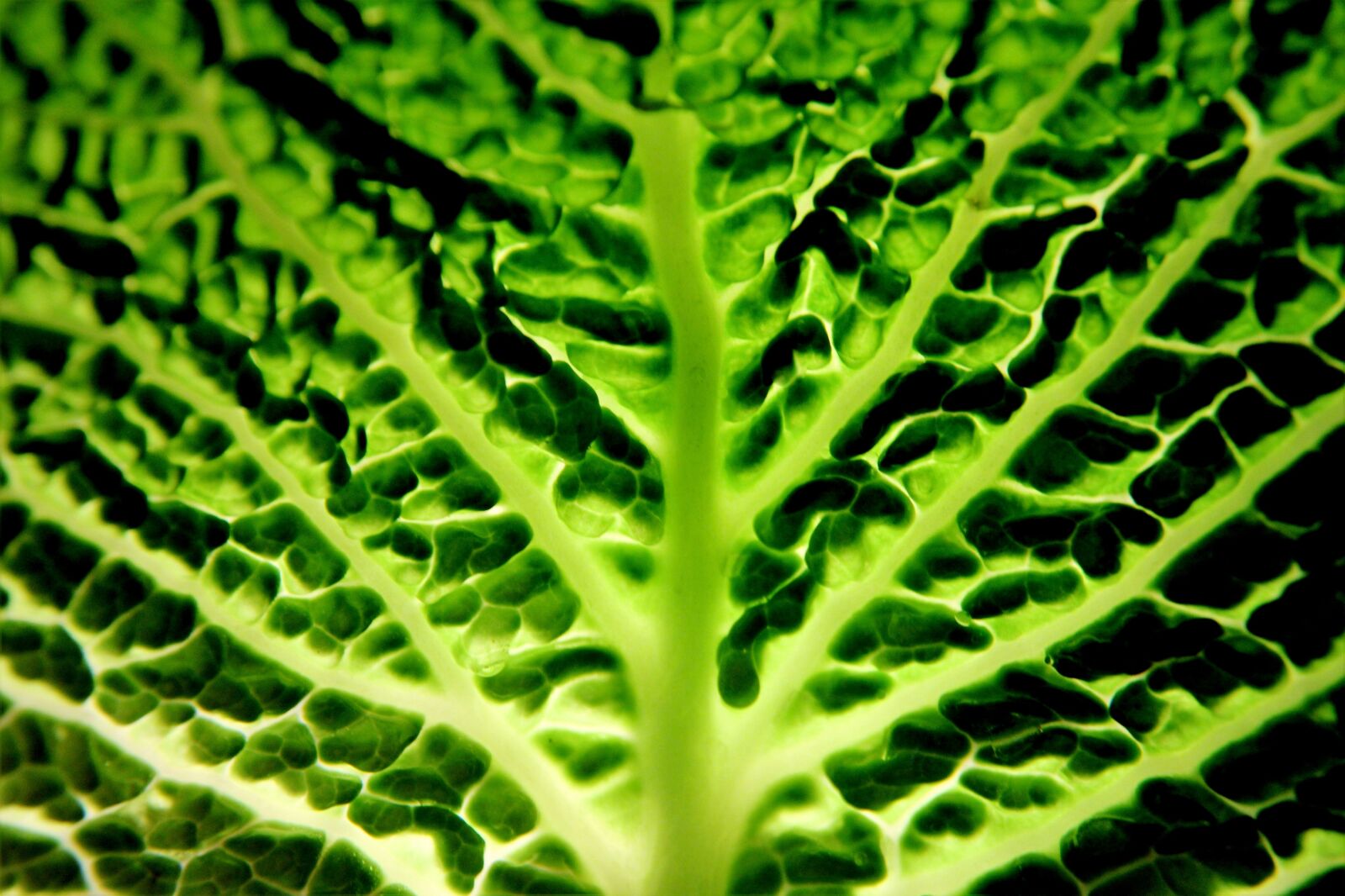 Canon EOS 2000D (EOS Rebel T7 / EOS Kiss X90 / EOS 1500D) sample photo. Savoy, vegetables, green photography