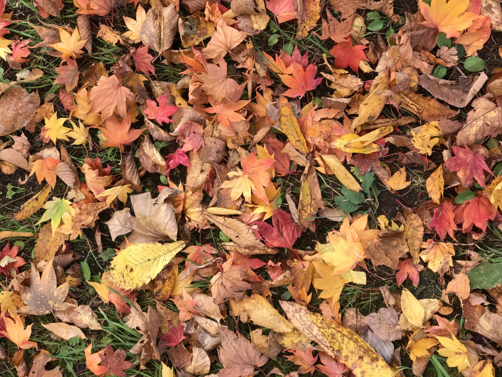 Apple iPhone 7 Plus sample photo. Autumn leaves, japan, fall photography
