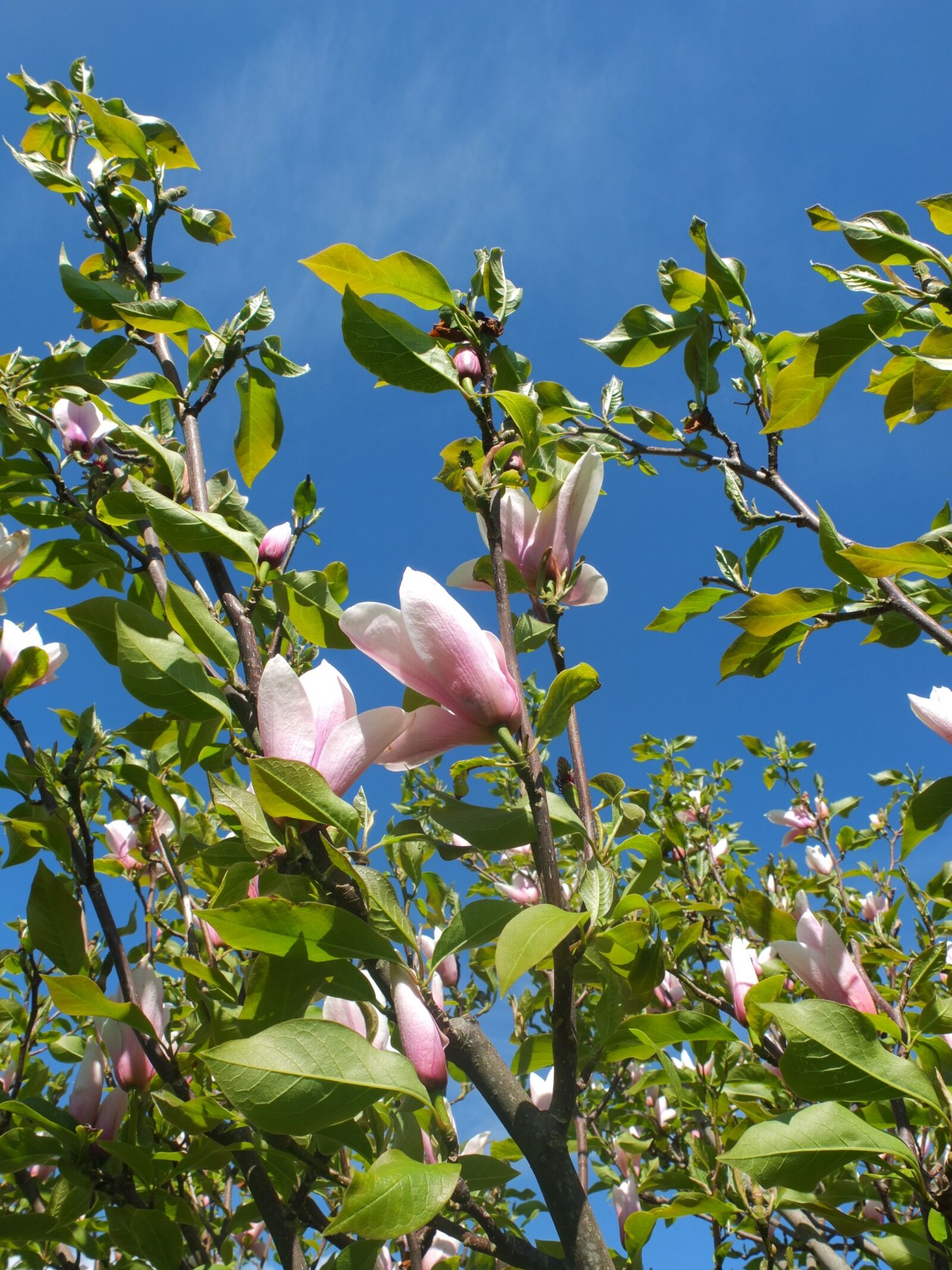 Fujifilm X10 sample photo. Magnolia, blossom, spring photography