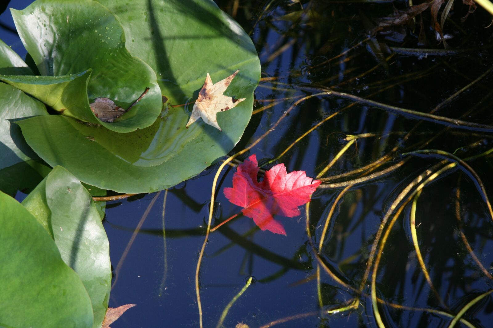 Canon EOS 400D (EOS Digital Rebel XTi / EOS Kiss Digital X) sample photo. Pond, leaves, water photography