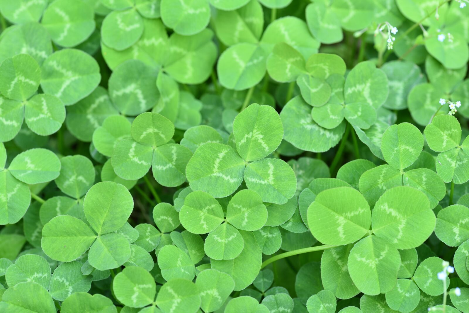 Nikon D810 sample photo. Clover, three leaf clover photography