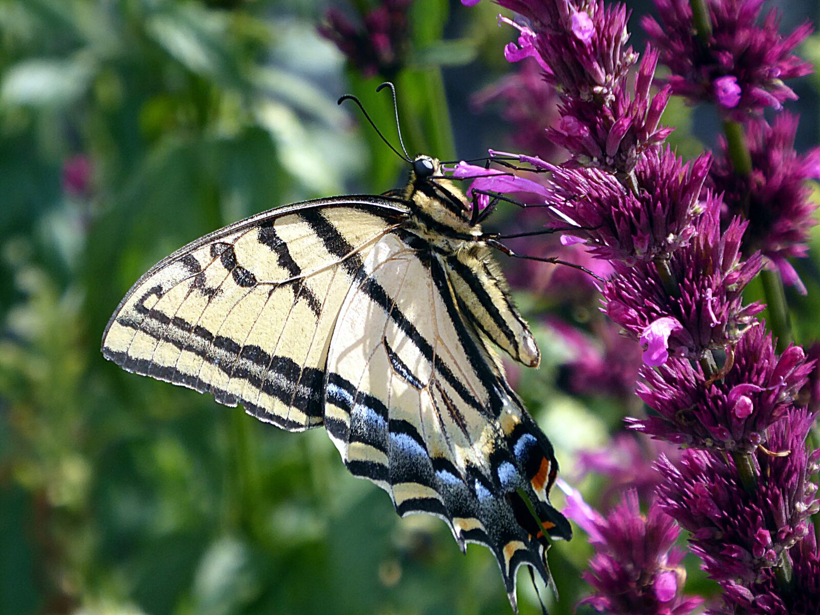 Panasonic Lumix DMC-ZS50 (Lumix DMC-TZ70) sample photo. Butterfly, lepidoptera, nature photography