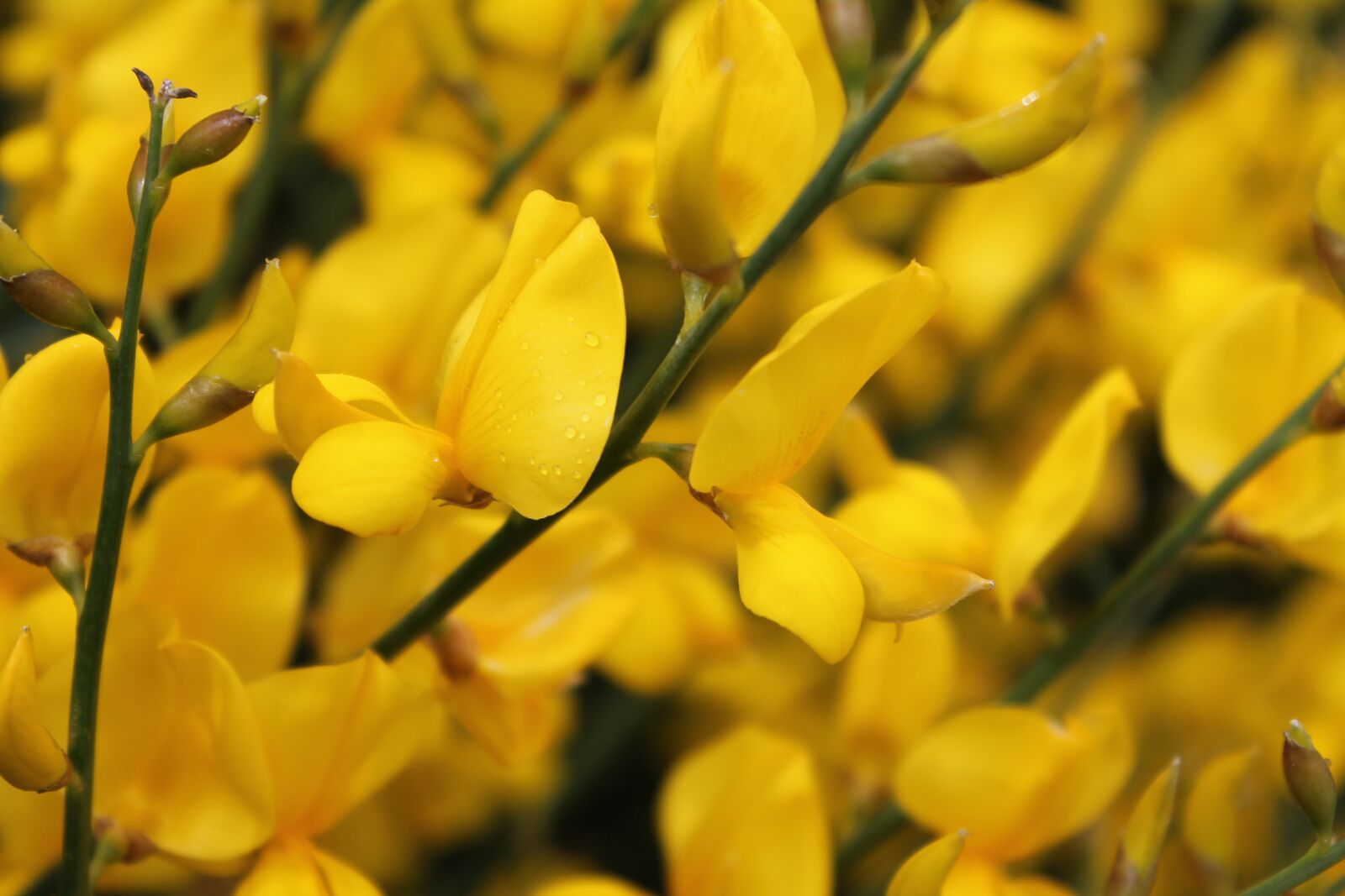 Canon EOS 1100D (EOS Rebel T3 / EOS Kiss X50) sample photo. Yellow, flowers, blooms photography