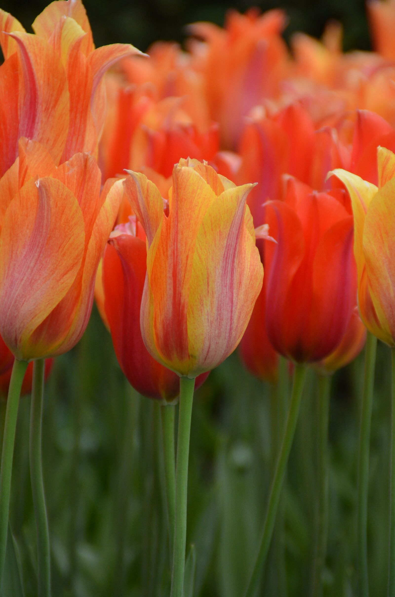 Nikon D5100 sample photo. Tulips, orange, keukenhof photography