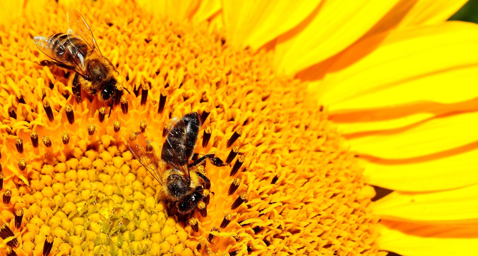 Nikon D7200 sample photo. Sunflower, bees, summer photography