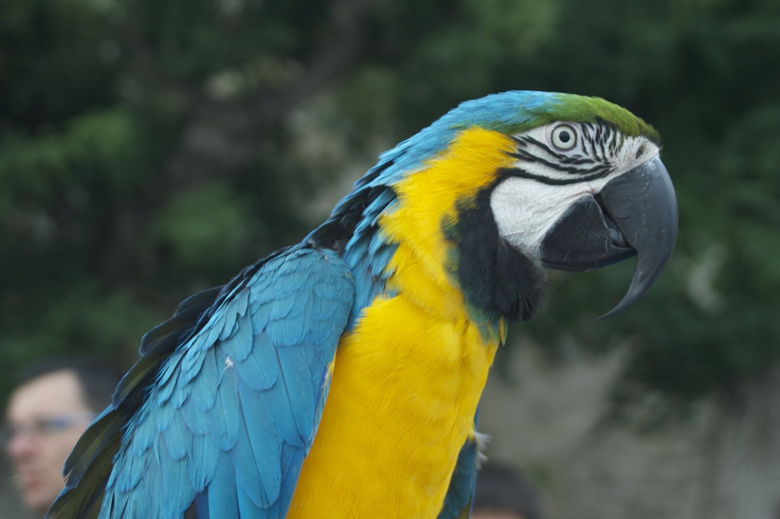 Nikon D70 sample photo. Parrot, bird, animal photography