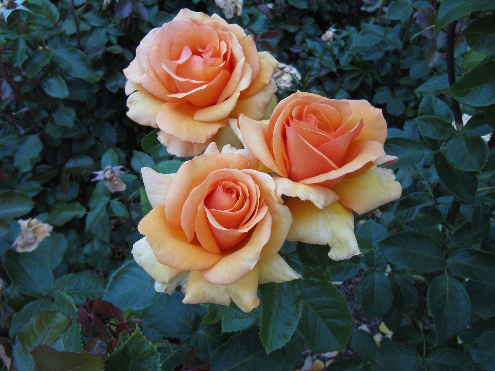 Canon PowerShot SX200 IS sample photo. Rose, flower, petal photography