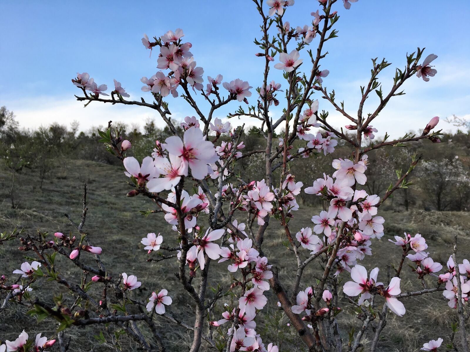 Apple iPhone 6s sample photo. Printemps, spring, primavera photography