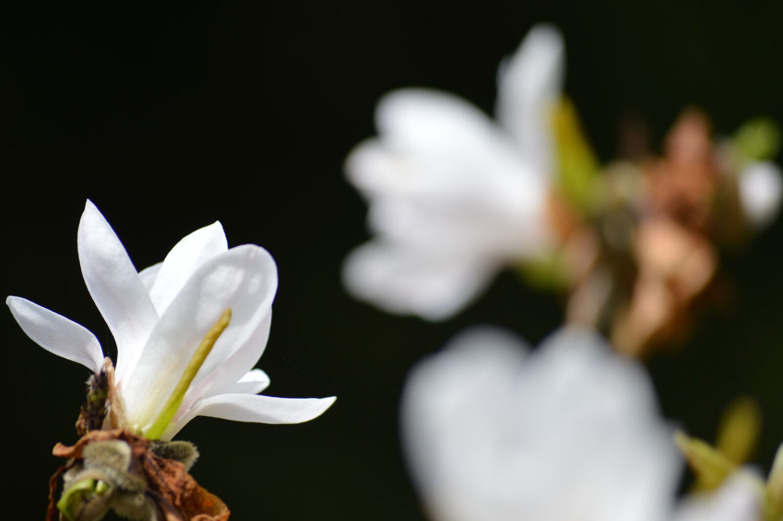 Nikon D3200 sample photo. Black, white, magnolia photography