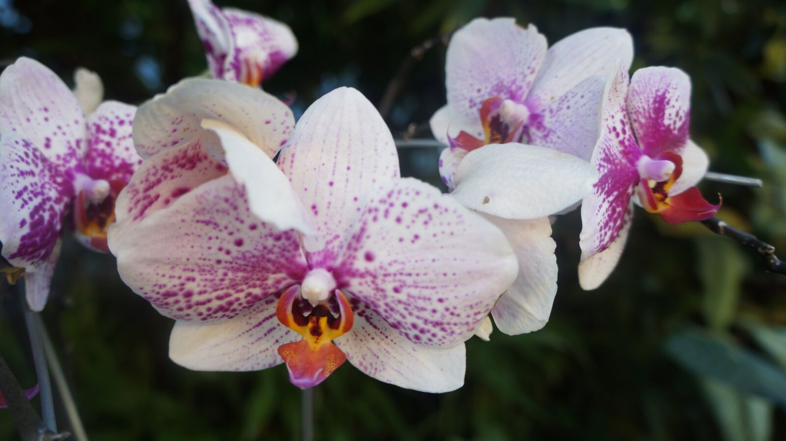 Sony Alpha a3000 + Sony E 18-55mm F3.5-5.6 OSS sample photo. Orchid, flowers, plant photography
