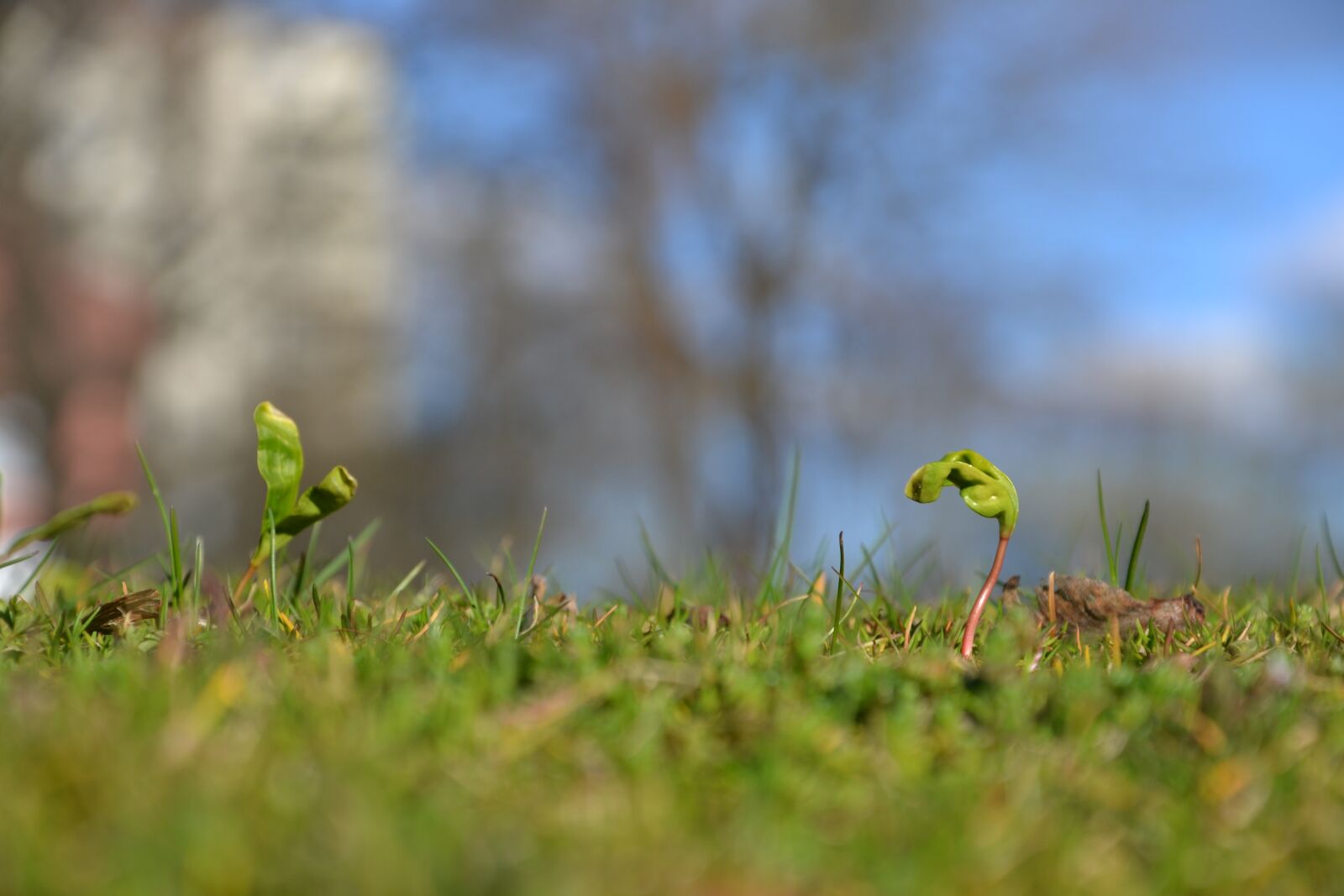 Nikon D3100 sample photo. Spring, seed germination, grass photography