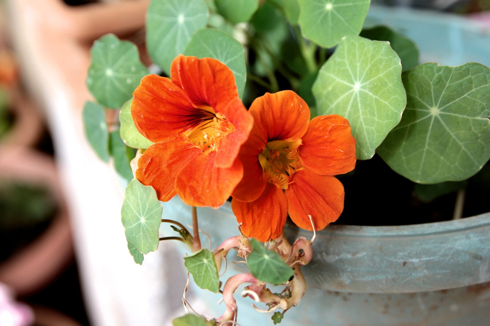 Canon EF 24-70mm F2.8L II USM sample photo. Nasturtium, plant, flower photography