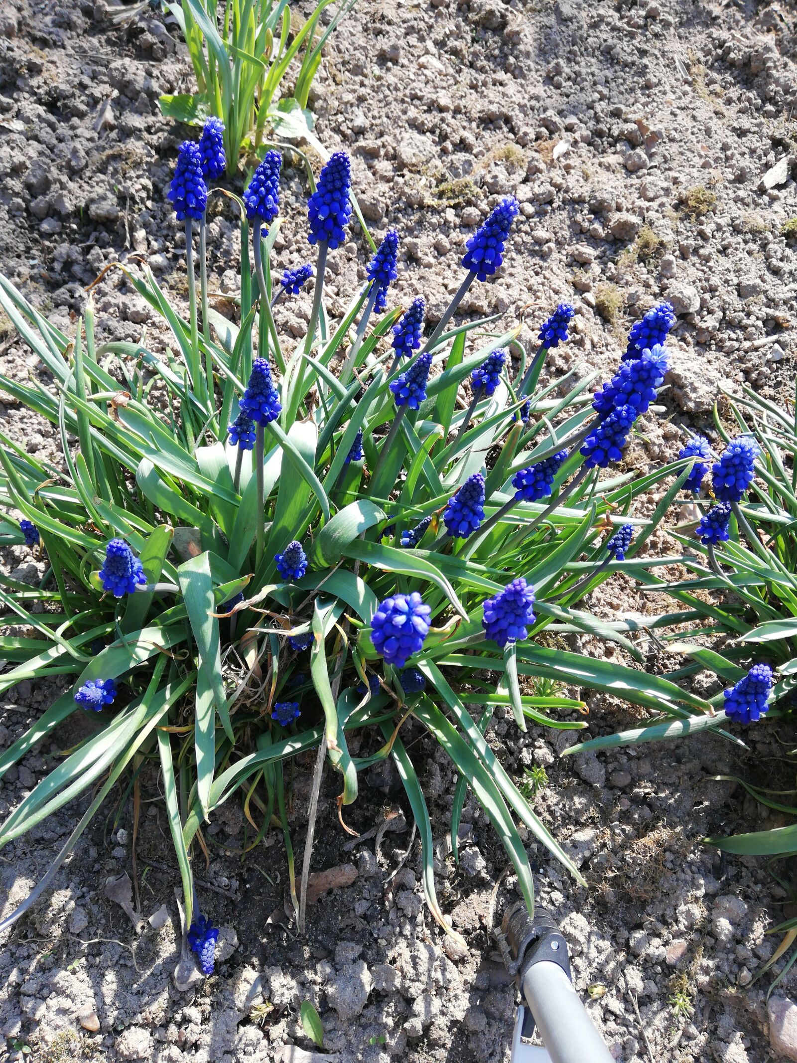 HUAWEI P20 lite sample photo. Flower, blue, day photography