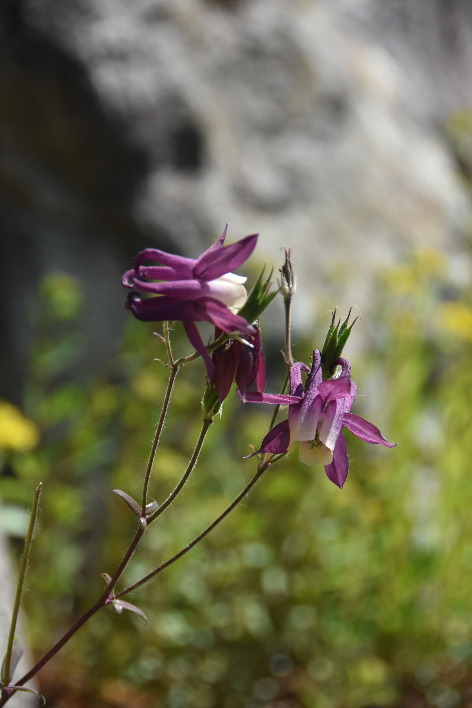 Nikon D7200 sample photo. Wildflower, little flower, nature photography