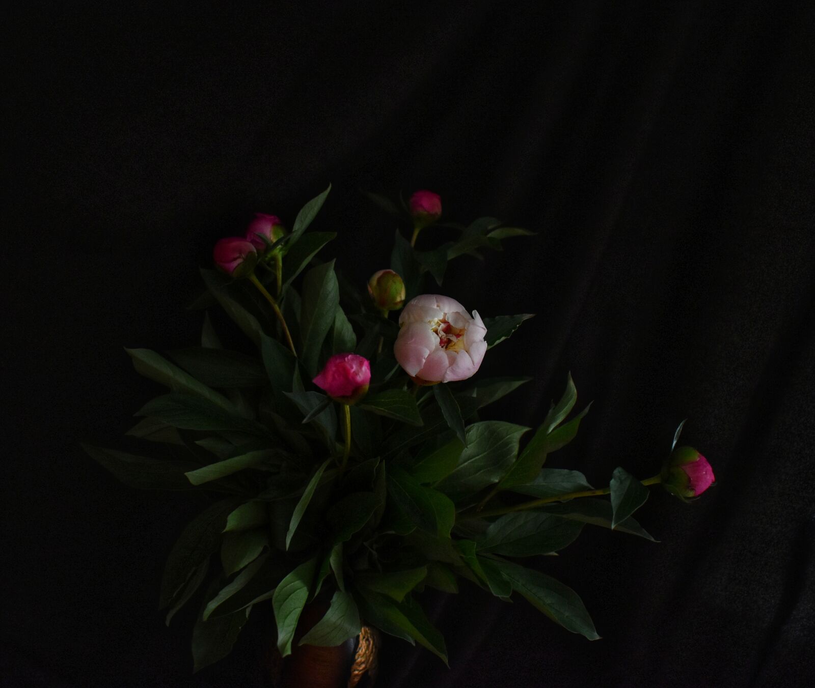 Nikon D3500 sample photo. Bujorul rom nesc, floarena photography
