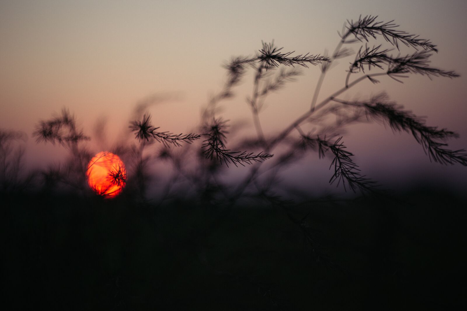 Canon EOS 6D sample photo. Nature, abstract, background photography