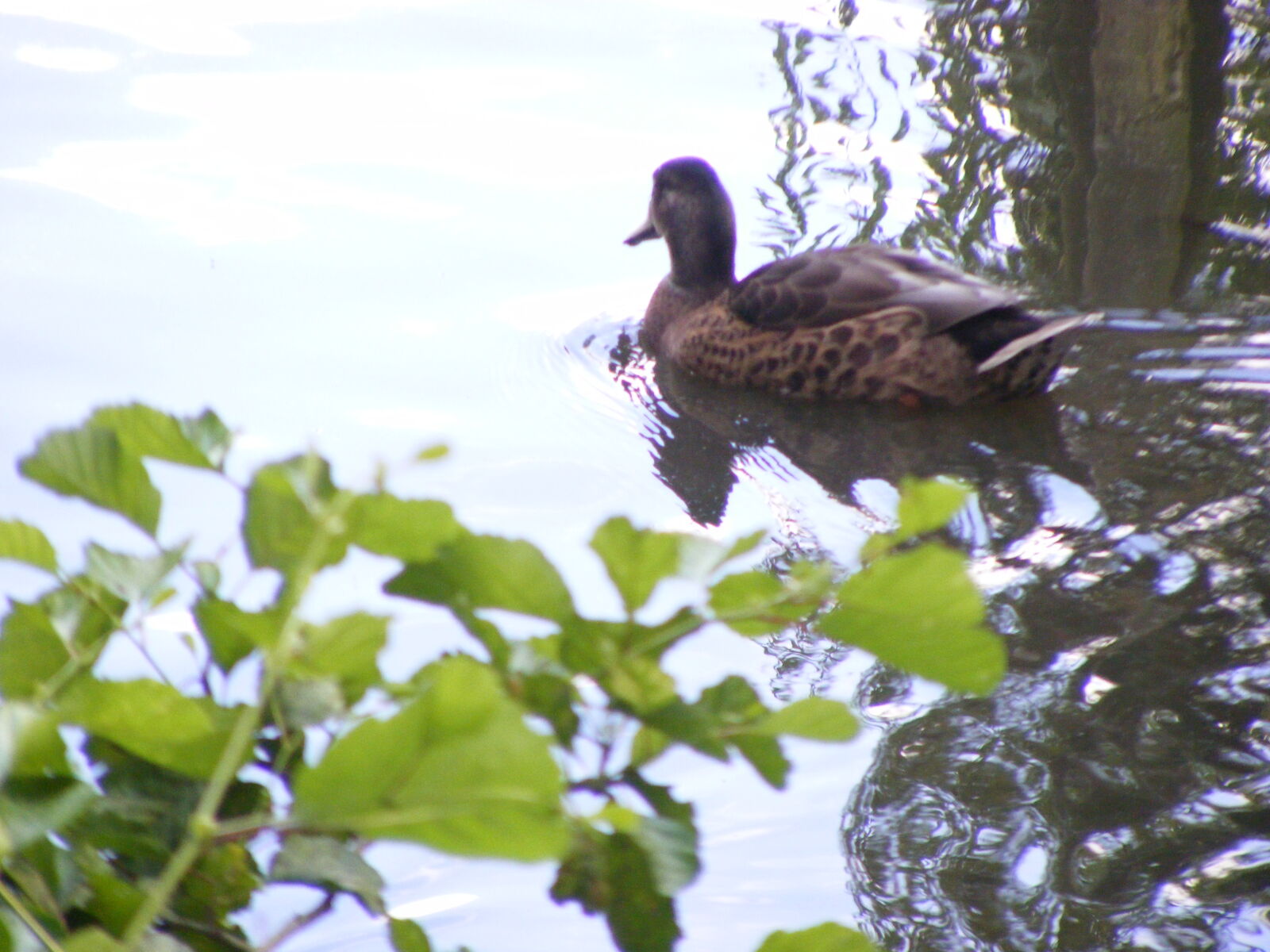 Fujifilm FinePix S5800 S800 sample photo. Ducks photography