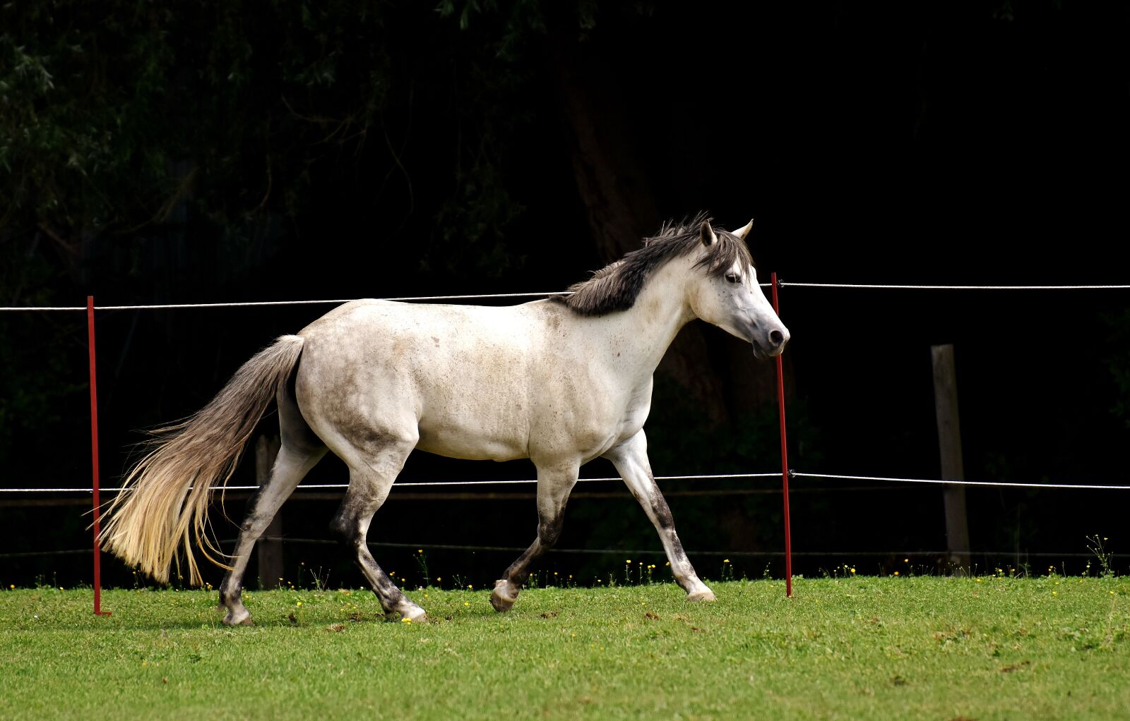 Nikon D7200 sample photo. Mold, horse, love for photography