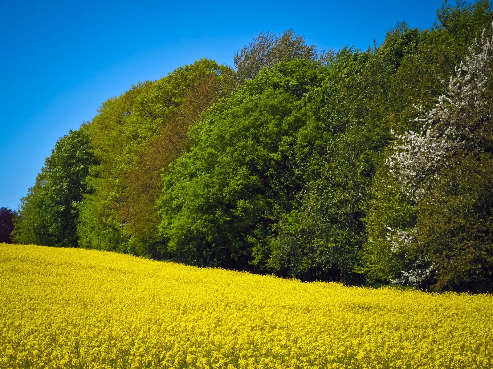 Olympus OM-D E-M10 sample photo. Field of rapeseeds, oilseed photography