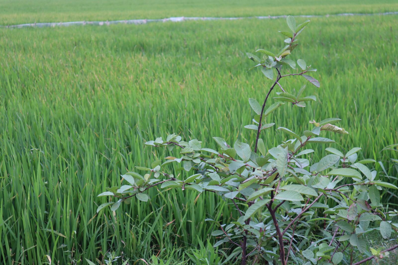 Canon EOS M50 (EOS Kiss M) sample photo. Silk, field, paddy field photography