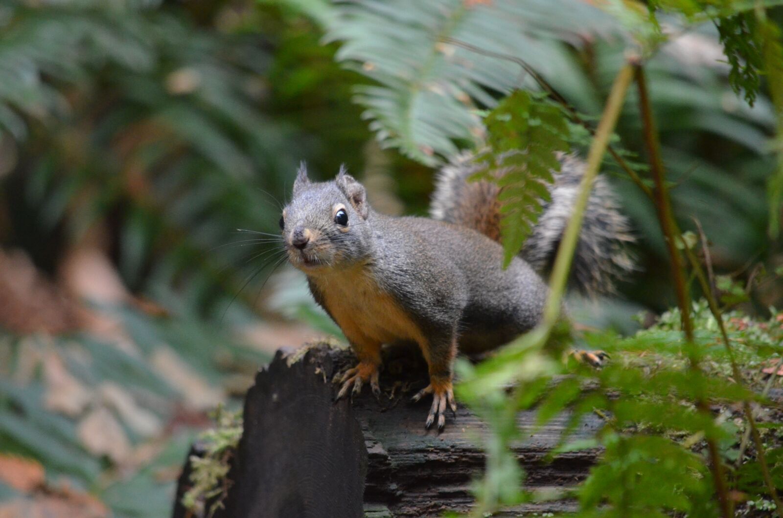 Nikon D5100 sample photo. Squirrel, british columbia, canada photography