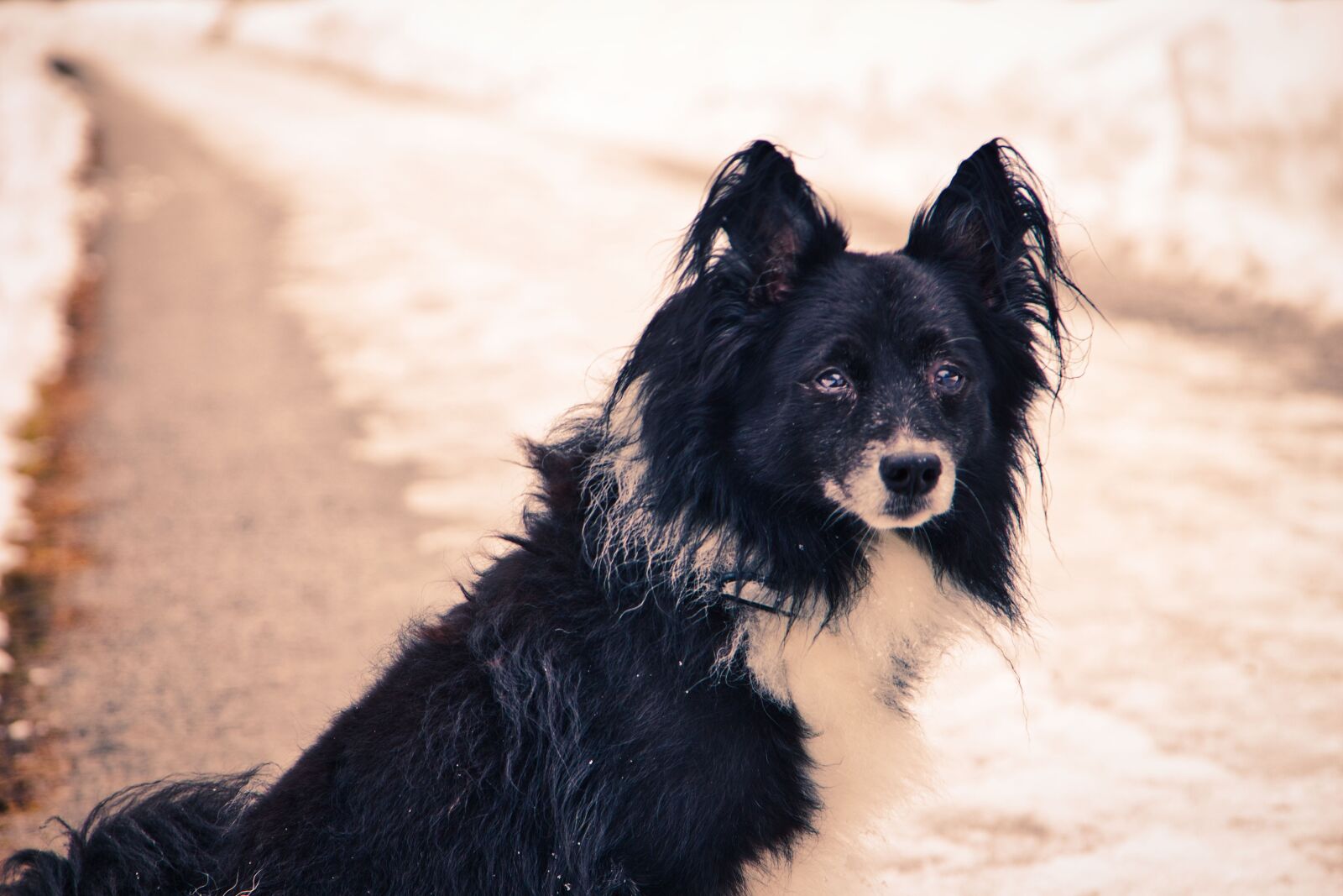 Canon EOS 700D (EOS Rebel T5i / EOS Kiss X7i) sample photo. Dog, winter, snow photography