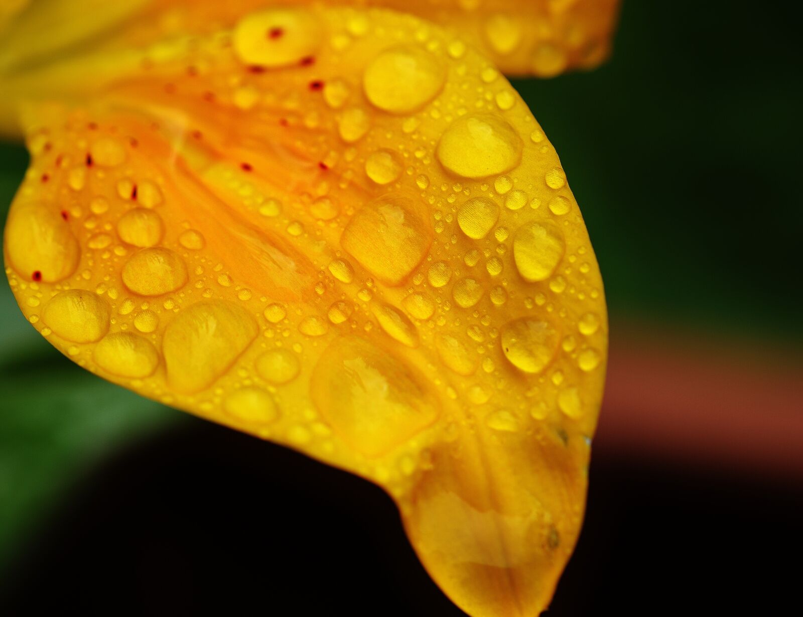 Nikon D3200 sample photo. Leaf, lily, flower photography