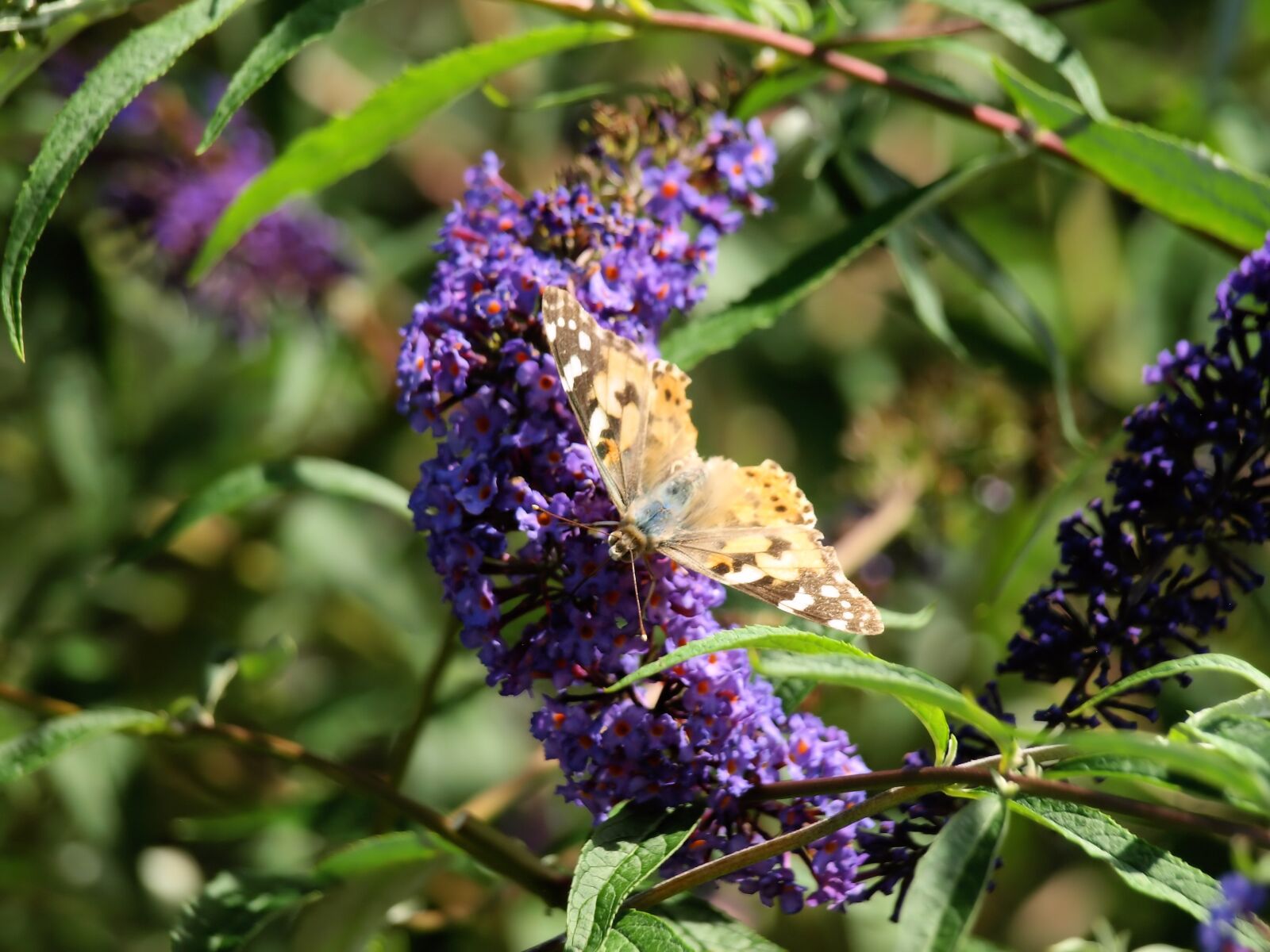 Olympus E-510 (EVOLT E-510) sample photo. Butterfly, flower, feeding photography