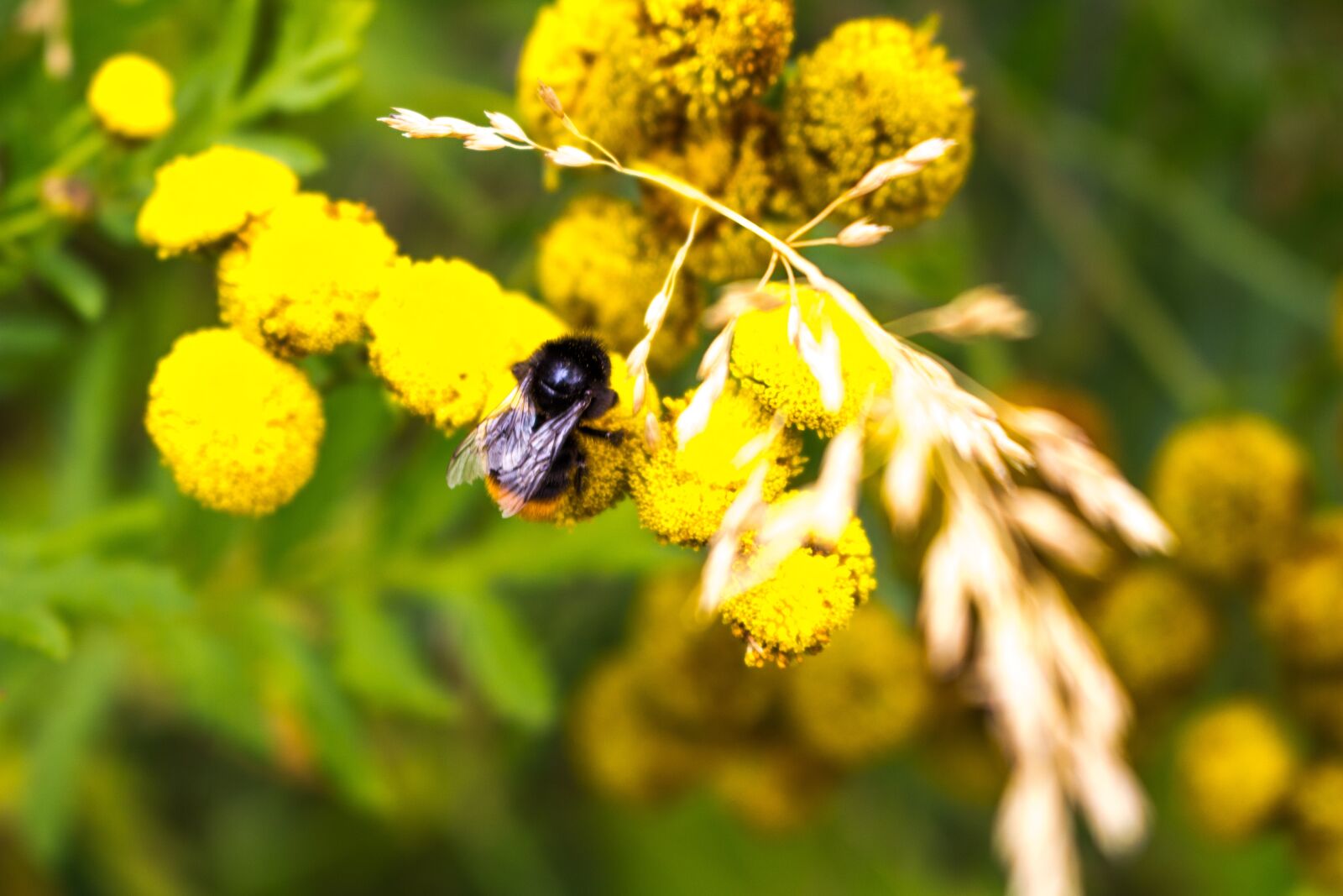 Canon EOS 700D (EOS Rebel T5i / EOS Kiss X7i) sample photo. Bumblebee, baby, bee photography