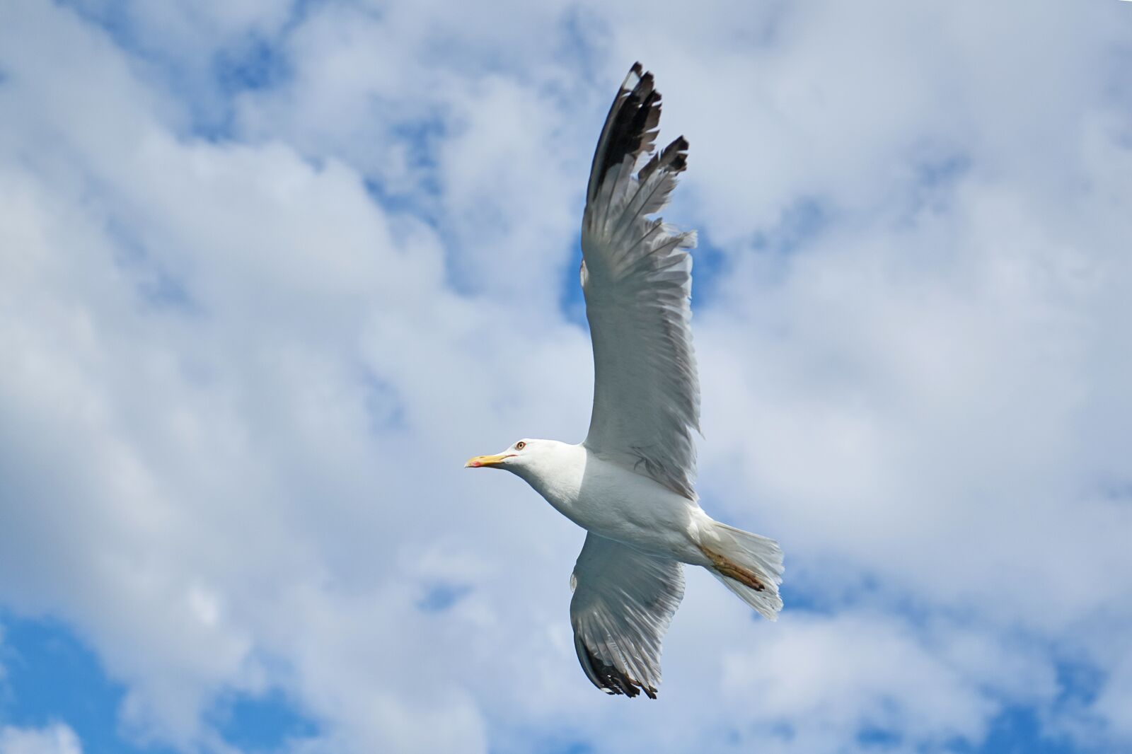 Sony a7R II + Sony Vario Tessar T* FE 24-70mm F4 ZA OSS sample photo. Seagull, bird, to migrate photography