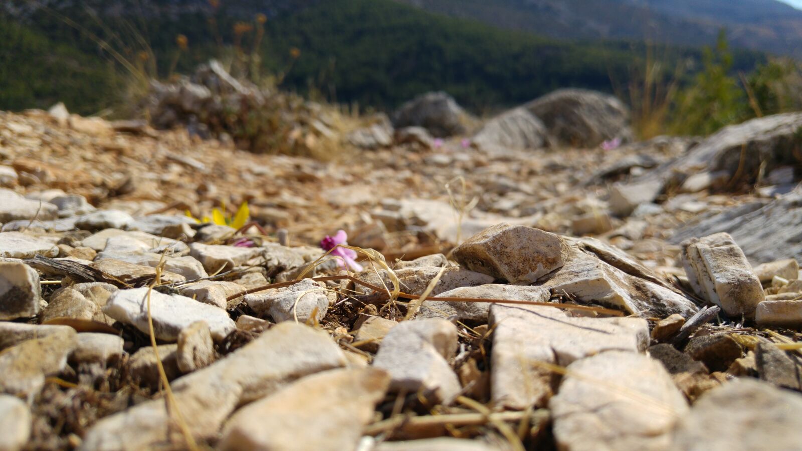 LG G4 sample photo. Beautiful, flowers, bunch, of photography