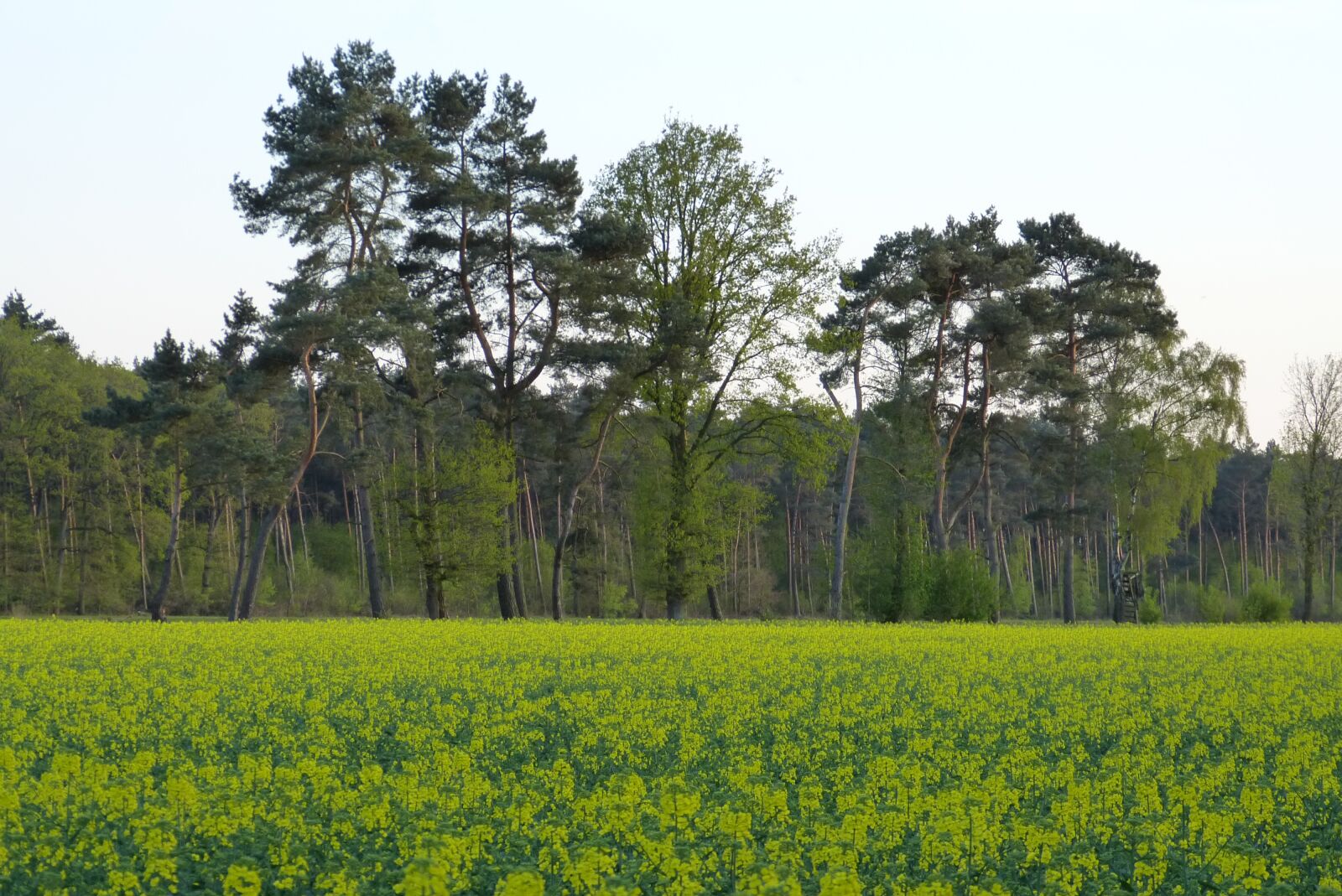 Panasonic Lumix DMC-FZ150 sample photo. Oilseed rape, field, field photography