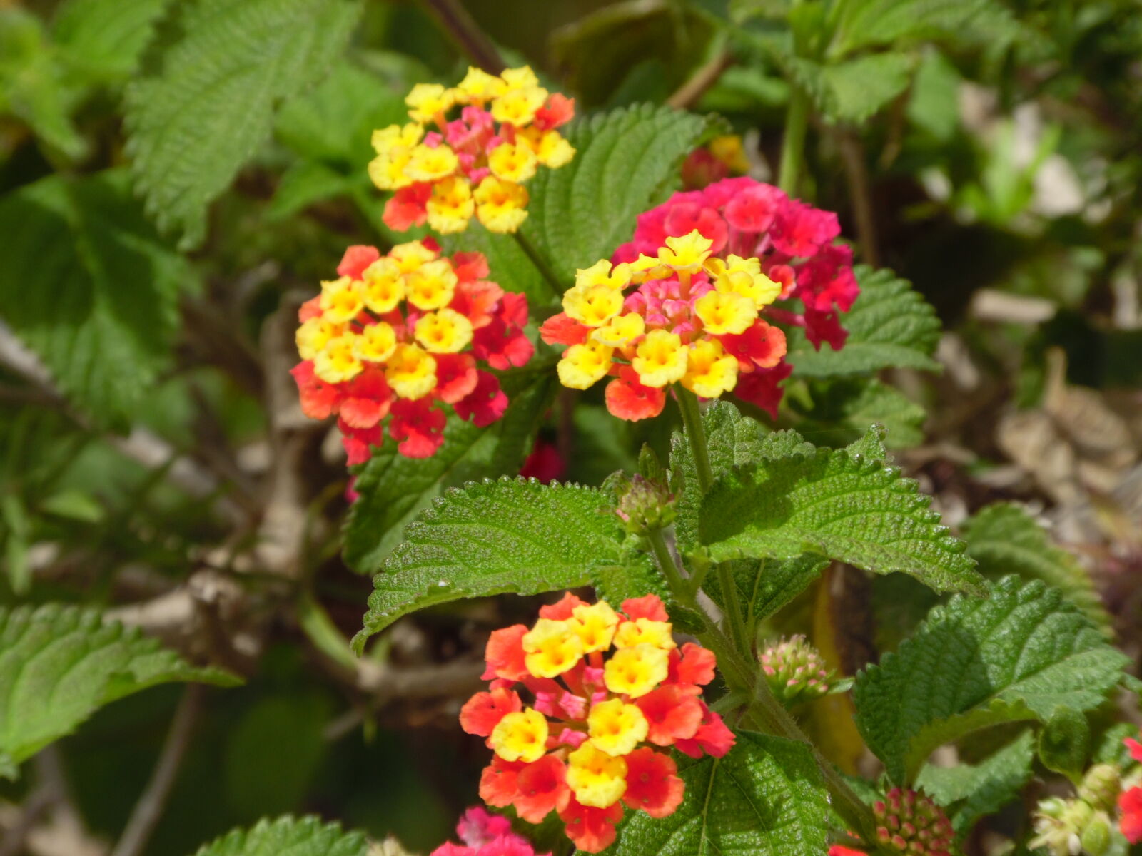 Samsung WB1100F/WB1101F/WB1102F sample photo