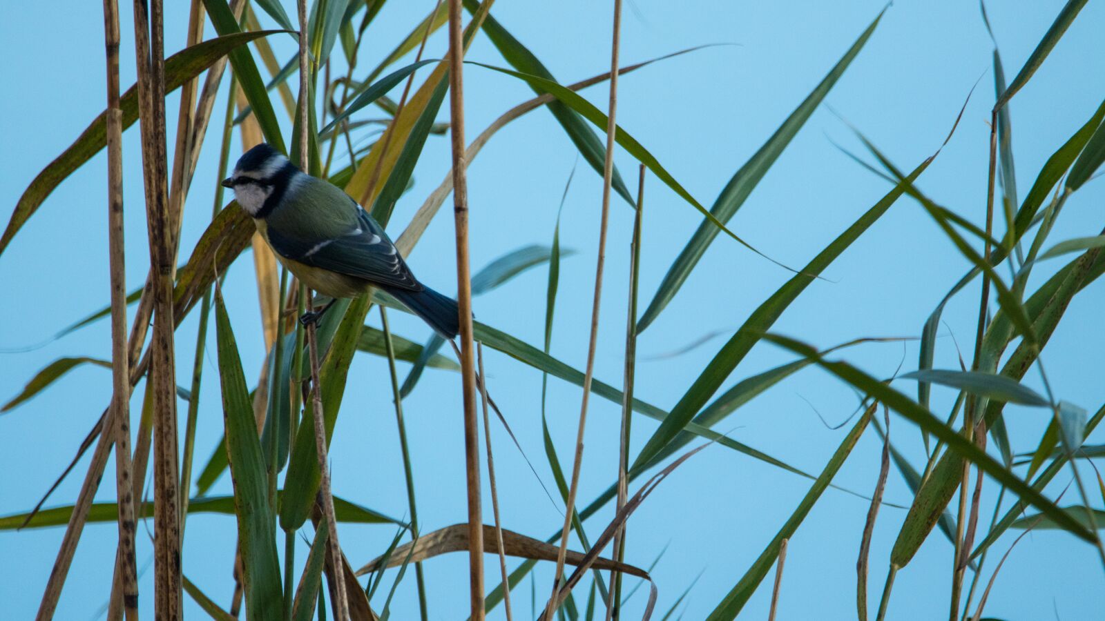 Canon EOS 80D sample photo. Bank, blue tit, nature photography